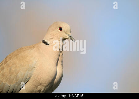 Eurasische Halsband-Taube (Streptopelia Decaocto) Porträt. Barcelona. Katalonien. Spanien. Stockfoto