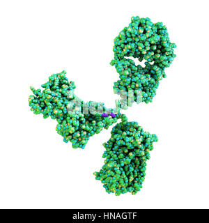 Abbildung zeigt die Struktur eines Moleküls Antikörper oder Immunglobuline. Diese Y-shaped Moleküle haben zwei Arme, die auf spezifische Antigene, zum Beispiel bakterielle oder virale Proteine binden können. Auf diese Weise kennzeichnen sie das Antigen für Zerstörung. Stockfoto