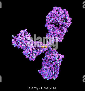 Abbildung zeigt die Struktur eines Moleküls Antikörper oder Immunglobuline. Diese Y-shaped Moleküle haben zwei Arme, die auf spezifische Antigene, zum Beispiel bakterielle oder virale Proteine binden können. Auf diese Weise kennzeichnen sie das Antigen für Zerstörung. Stockfoto
