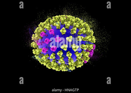 Zerstörung des Vogelgrippe-Virus, konzeptionelle 3D Darstellung. Dies ist eine Vogelgrippe H5N8 Viruspartikel. Dieser Stamm des Virus verursachte Krankheit bei Wildvögeln und Geflügel in Europa und Asien seit Juni 2016. Ungewöhnlich ist, verursacht das Virus Mortalität bei Wildvögeln, die mehr oft leisen Fördermaschinen sind. Ab Februar 2017 keine Fälle der Krankheit beim Menschen gemeldet wurden, und Risiko der Übertragung auf den Menschen wird gedacht, um niedrig zu sein. Stockfoto