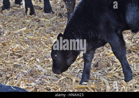 Ein Kalb wandert durch den Barnyard an einem kalten Wintertag, in Waterloo, IA, USA fotografiert. Stockfoto