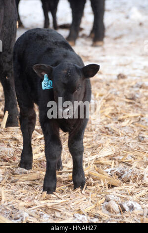 Ein Kalb steht in der Scheune Hof mit Eiszapfen zu seinem Kinn, in Waterloo, IA, USA fotografiert festhalten. Stockfoto