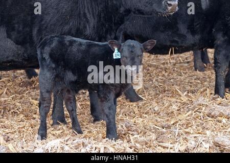 Ein junges Kalb steht in der Herde in Waterloo, Iowa, USA fotografiert. Stockfoto