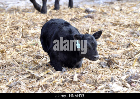 Ein Kalb Unordnungen im barnyard zu warm in Waterloo, Iowa, USA fotografiert. Stockfoto