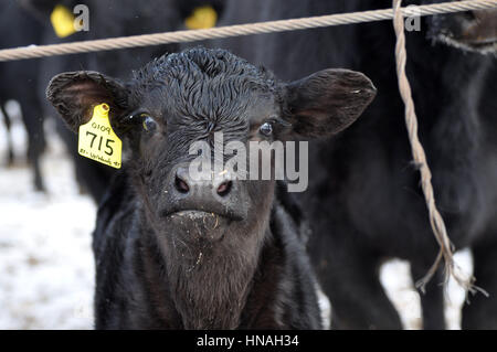 Ein Kalb nimmt eine Haltung in Waterloo, IA, USA fotografiert. Stockfoto