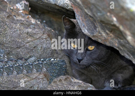 Streuner oder Feral grauen Chartreux Katze versteckt sich in den Felsen am Strand. Trap-Neutrum-Return-Programme helfen die wilde Katze Bevölkerung gering zu halten. Stockfoto