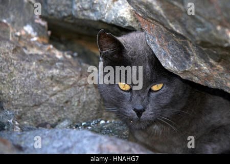 Streuner oder Feral grauen Chartreux Katze versteckt sich in den Felsen am Strand. Trap-Neutrum-Return-Programme helfen die wilde Katze Bevölkerung gering zu halten. Inländischen und Fera Stockfoto