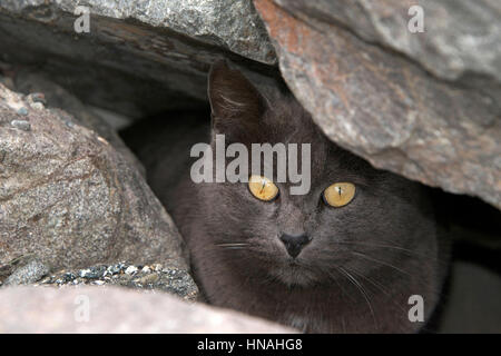 Verlassene, Streu- oder wilde graue Chartreux Katze versteckt sich in den Felsen am Strand. Trap-Neutrum-Return-Programme helfen die wilde Katze Bevölkerung gering zu halten. CL Stockfoto