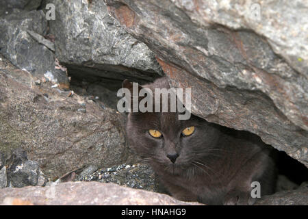 Streuner oder Feral grauen Chartreux Katze versteckt sich in den Felsen am Strand. Trap-Neutrum-Return-Programme helfen die wilde Katze Bevölkerung gering zu halten. Inländischen und Fera Stockfoto