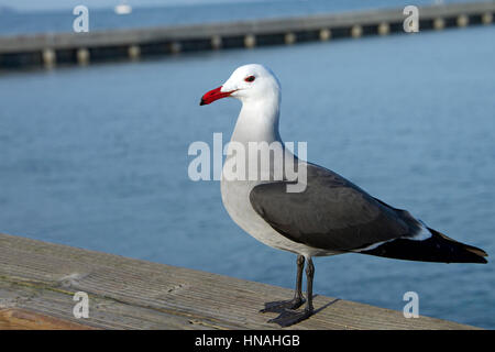 Die Heermann Möve, Larus Heermanni ist eine Möwe, die ihren Wohnsitz in den Vereinigten Staaten, Mexiko und extremen Südwesten von British Columbia. Einzigartiges Aussehen Stockfoto