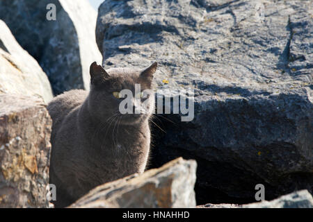 Verlassene, Streu- oder wilde graue Chartreux Katze versteckt sich in den Felsen am Strand. Trap-Neutrum-Return-Programme helfen die wilde Katze Bevölkerung gering zu halten. Stockfoto