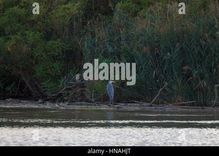 Graureiher Nahaufnahme von "Delta del Po". Italienische Natur. Vögel beobachten. Stockfoto