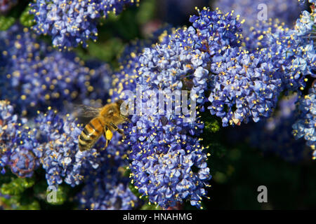 Ein Honig Biene oder Honigbiene, beschäftigt sammeln Pollen in die Bein-Säcken aus lila Ceanothus Blue Jeans, Holly Blatt Flieder Bergblumen Stockfoto