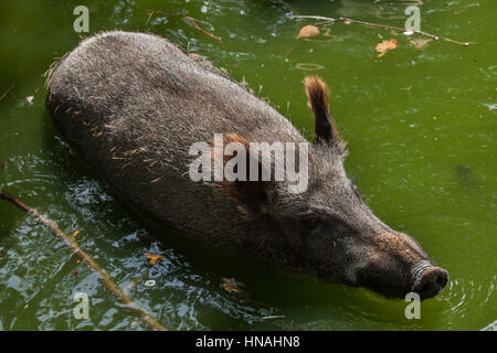 Wildschwein (Sus Scrofa), auch bekannt als die wilden Schweine oder eurasischen Wildschwein. Stockfoto