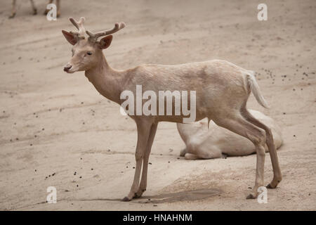 Damhirsch (Dama Dama). Stockfoto