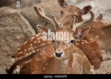 Damhirsch (Dama Dama). Stockfoto