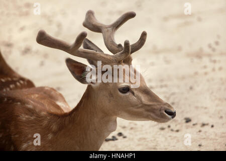 Damhirsch (Dama Dama). Stockfoto
