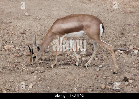 Sahara Dorcas Gazelle (Gazella Dorcas), auch bekannt als die Kurdufan Dorcas. Stockfoto