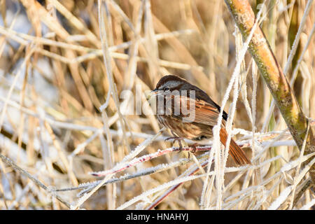 Song-Spatz, Melospiza Melodia, Fraser Vorland Park in Burnaby, British Columbia, Kanada Stockfoto