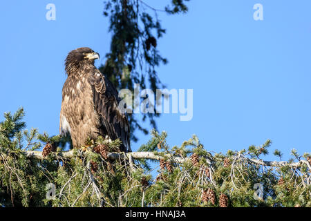 Unreife Weißkopfseeadler Haliaeetus Leucocephalus, das Gefieder von den unreifen ist ein dunkles Braun mit chaotisch weißen Streifen bis zum fünften (selten überlagert Stockfoto