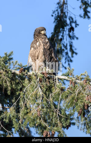 Unreife Weißkopfseeadler Haliaeetus Leucocephalus, das Gefieder von den unreifen ist ein dunkles Braun mit chaotisch weißen Streifen bis zum fünften (selten überlagert Stockfoto