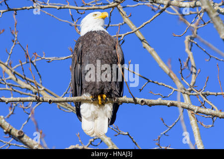 Weißkopfseeadler, Haliaeetus Leucocephalus, George C. Reifel Migratory Bird Sanctuary, Delta, British Columbia, Kanada Stockfoto