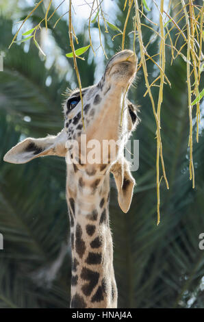 Baby Giraffe oder Kalb, Giraffa Plancius, San Diego Zoo, San Diego, Kalifornien, USA Stockfoto