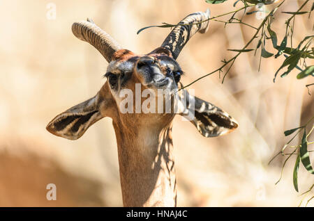 Südlicher Gerenuk, Litocranius walleri walleri, bekannt als Waller-Gazelle. Sein Angebot erstreckt sich über den Nordosten Tansanias über Kenia bis nach Galcaio. Stockfoto