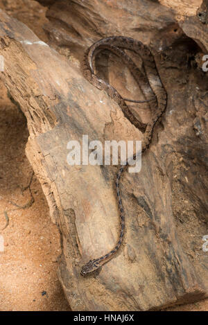 Sri Lanka Katze Schlange, Boiga Ceylonensis, Sri Lanka Stockfoto