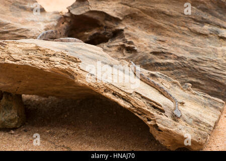 Sri Lanka Katze Schlange, Boiga Ceylonensis, Sri Lanka Stockfoto