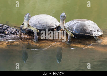 Indische schwarze Schildkröte (Melanochelys Trijuga) oder indische Sumpfschildkröte, Matara, Sri Lanka Stockfoto