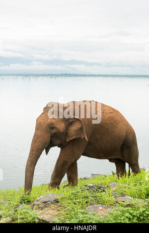 Asiatischer Elefant, Elephas Maximus vor Udawalawe Reservoir, Udawalawe National Park, Sri Lanka Stockfoto