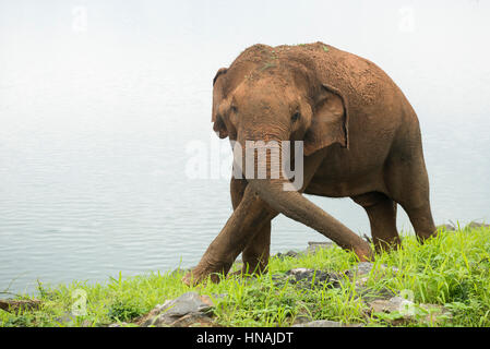 Asiatischer Elefant, Elephas Maximus vor Udawalawe Reservoir, Udawalawe National Park, Sri Lanka Stockfoto