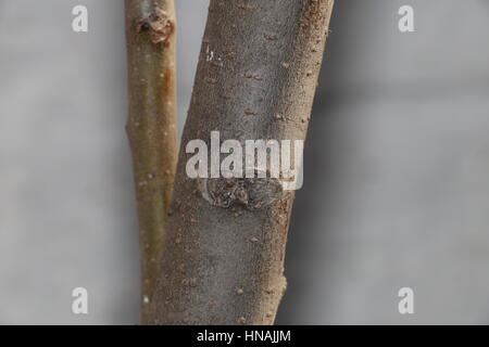 Baum und Stängel konzentriert Stockfoto