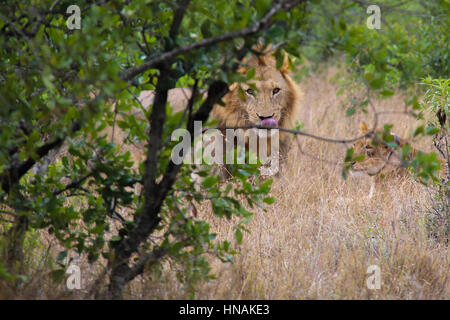Männlicher Löwe (Panthera Leo) hinter Büschen in die Kamera starrt Stockfoto