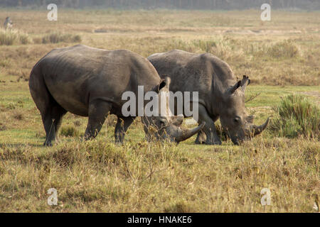 Zwei Weiden weißer Rhinoceros (Ceratotherium Simum) in Lake Nakuru National Park, Kenia Stockfoto
