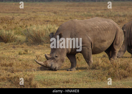 Eine Beweidung weißer Rhinoceros (Ceratotherium Simum) in Lake Nakuru National Park, Kenia Stockfoto