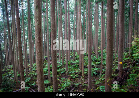 Wald in Ogumotori-Goe Abschnitt Kumano Kodo, Nakahechi route, Wakayama, Kinki, Japan Stockfoto