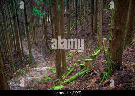 Pfad und Zedern, in Ogumotori-goe Abschnitt, Kumano Kodo, Nakahechi route, Wakayama, Kinki, Japan Stockfoto