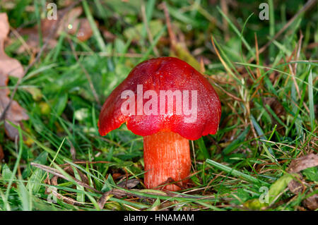 Crimson Waxcap - Hygrocybe Saftling Stockfoto