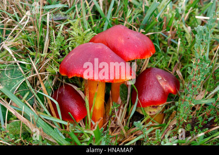 Herrliche Waxcap - Hygrocybe splendidissima Stockfoto