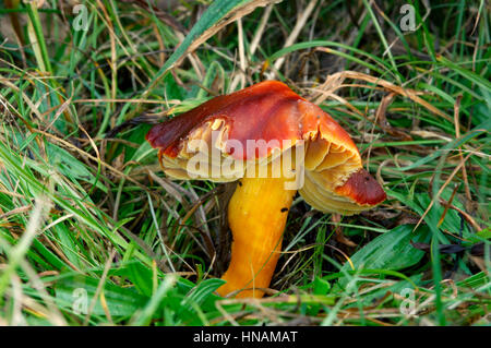 Herrliche Waxcap - Hygrocybe splendidissima Stockfoto