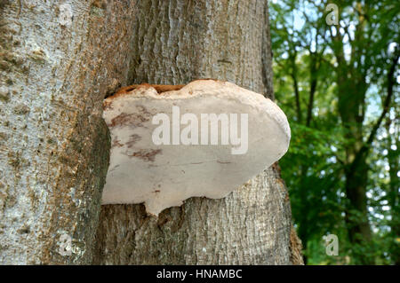 Südlichen Halterung - Ganoderma australe Stockfoto