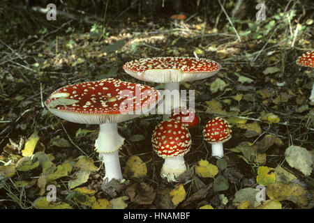 Fliegenpilz - Amanita muscaria Stockfoto