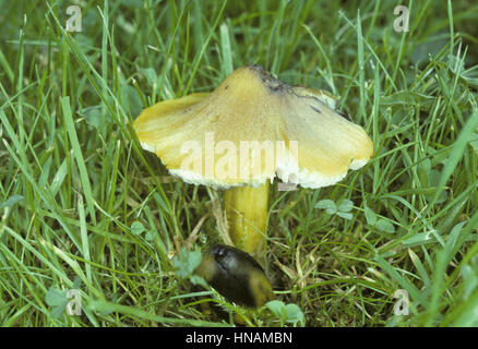 Waxcap - Hygrocybe Conica Schwärzung Stockfoto