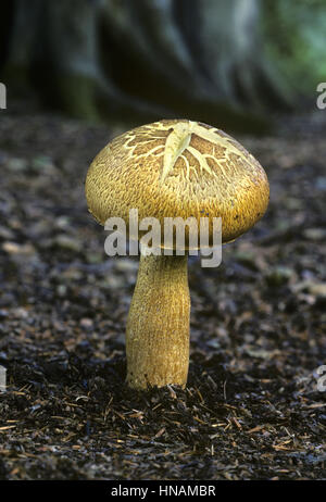 Errötende Holz Fliegenpilz - Agaricus silvaticus Stockfoto