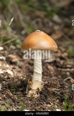 Tawny Grisette - Amianita fulva Stockfoto