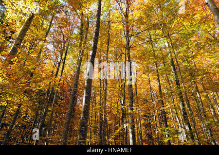 Schöne goldene Wald Baumkronen im Herbst wie aus Märchen. Stockfoto