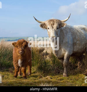 Kuh und Kalb Stockfoto