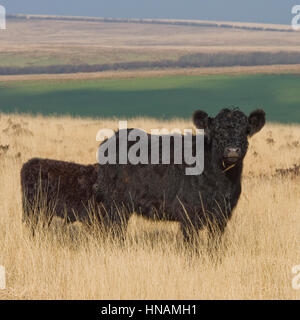 Kuh und Kalb Stockfoto
